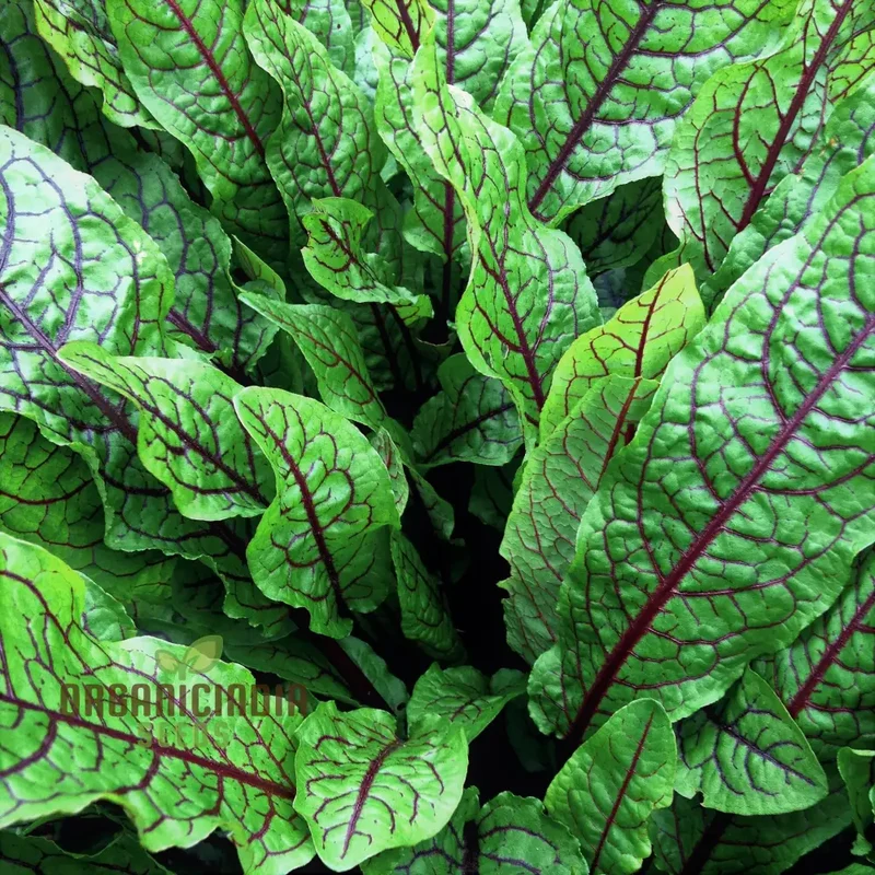 Rumex Sanguineus Seeds for Gardening Enthusiasts | Organic Gardening Seeds for Vibrant Ornamental Plants