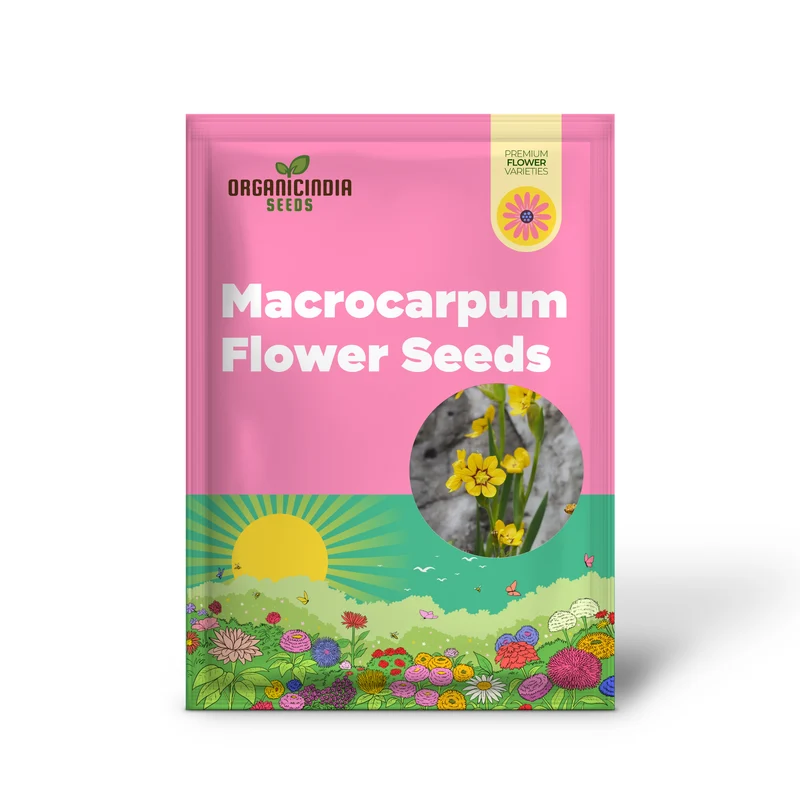 Sisyrinchium Macrocarpum Seeds, Planting Perennial Iris Seeds for Your Garden
