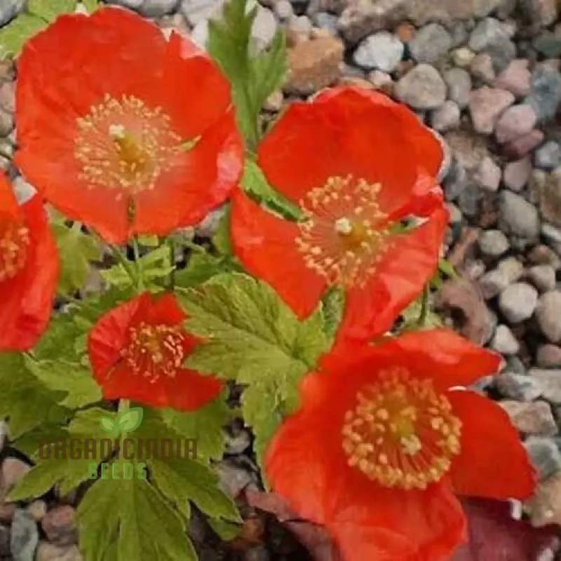 Meconopsis Cambrica 'Frances Perry' Flower Seeds for planting, Rare and Beautiful Welsh Poppy Seeds for Gardening