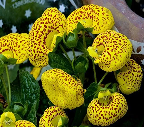 Calceolaria integrifolia Seeds – Hardy and Beautiful Blooming Variety for Garden Planting