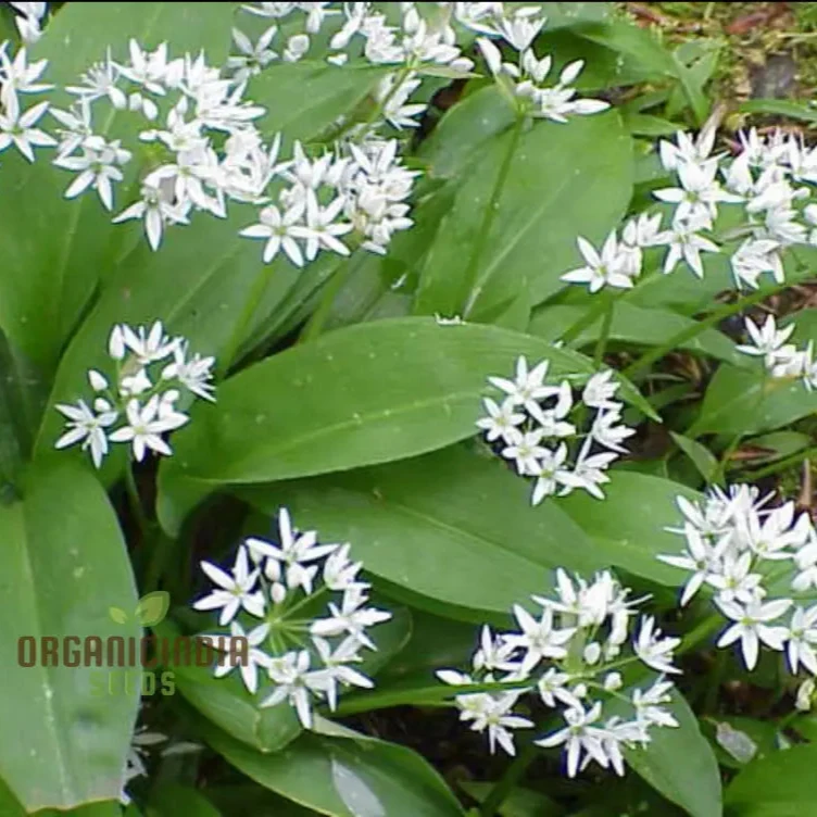 Allium Ursinum Flower Seeds for Planting, Premium Quality Seeds for Lush and Vibrant Gardens