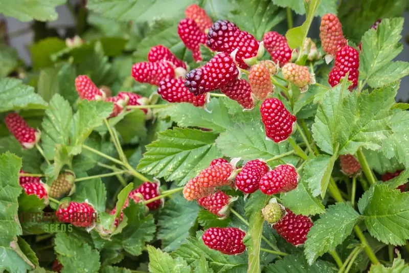 Loganberry Seeds For Planting: Premium Gardening Seeds for Your Green Thumb