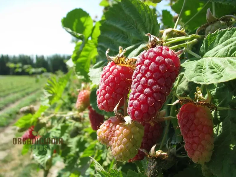 Loganberry Seeds For Planting: Premium Gardening Seeds for Your Green Thumb