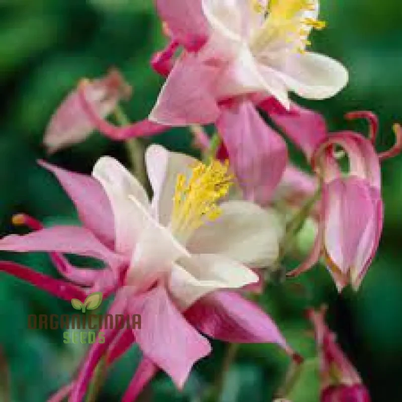 Aquilegia Vulgaris 'Burnished Rose' Seeds for Gardening - Premium Quality Seeds for Beautiful Blooms, Ideal for Home Gardening Enthusiasts