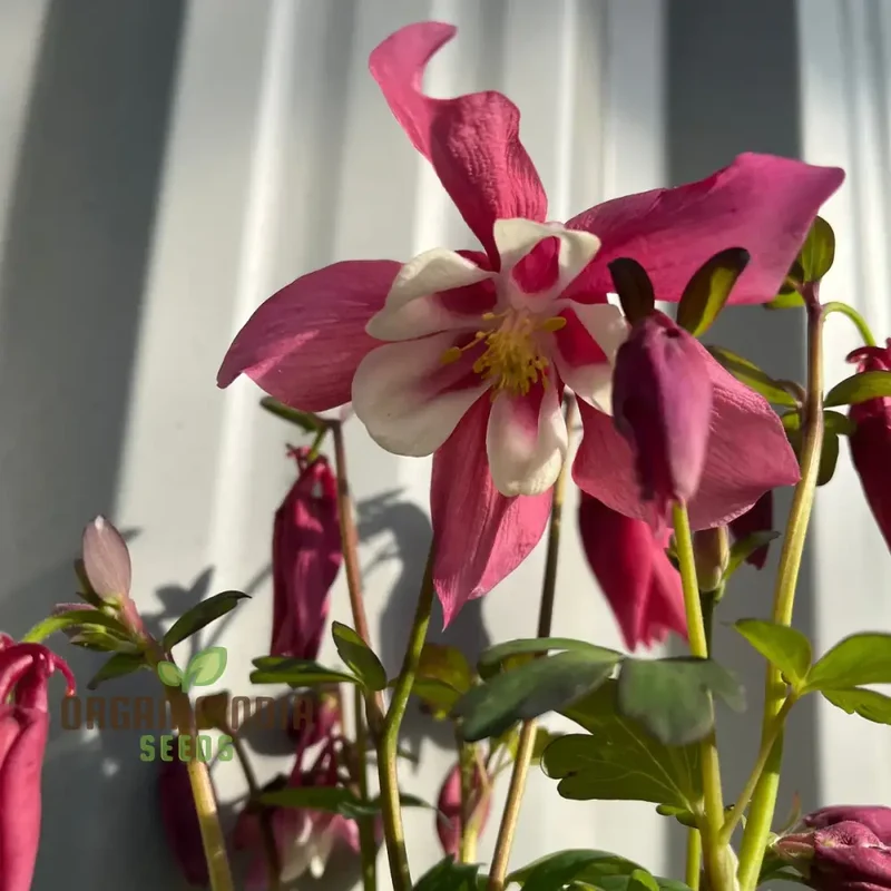 Aquilegia Vulgaris 'Burnished Rose' Seeds for Gardening - Premium Quality Seeds for Beautiful Blooms, Ideal for Home Gardening Enthusiasts