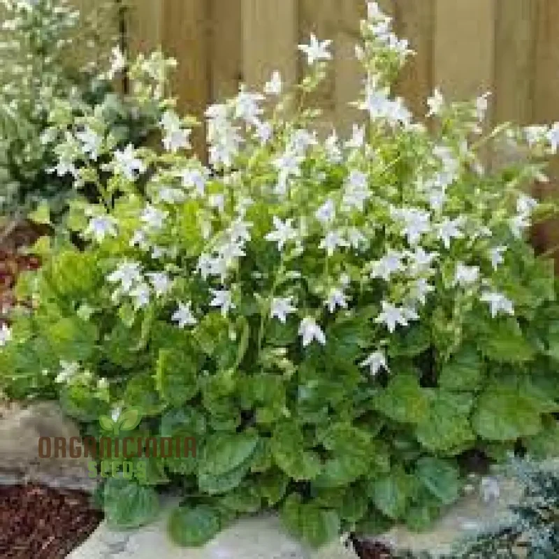 Campanula Poscharskyana Var. Lanata Seeds For Planting: Enchanting Bellflower for Your Garden Haven | Shop Unique Gardening Delights