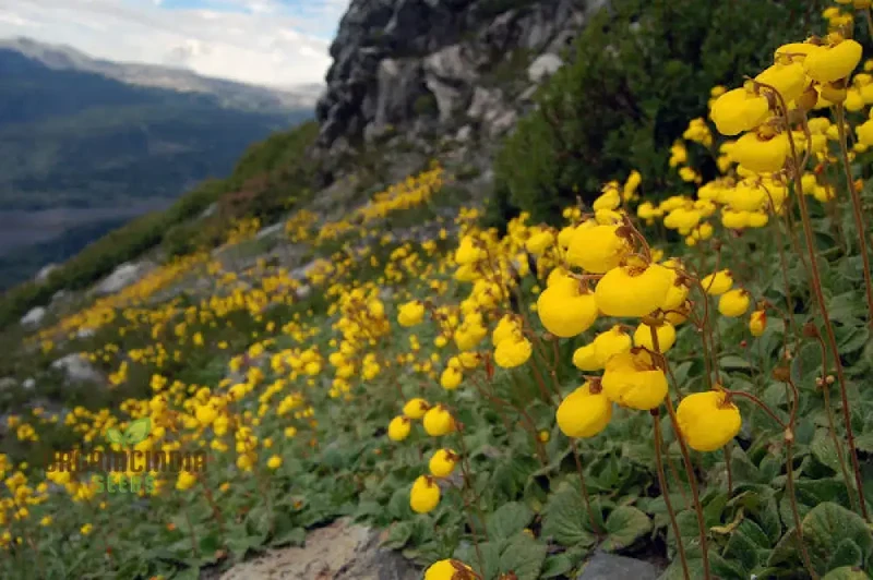 Calceolaria filicaulis Flower Seeds for Planting, Cultivating Delicate and Stunning Blooms in Your Garden