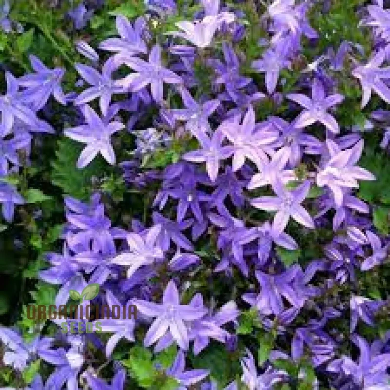 Campanula Seeds (Campanula Poscharskyana Seeds) - Enchanting Bluebell Carpet for Garden Ground Cover