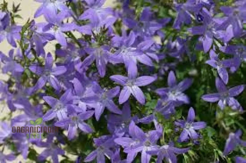 Campanula Seeds (Campanula Poscharskyana Seeds) - Enchanting Bluebell Carpet for Garden Ground Cover