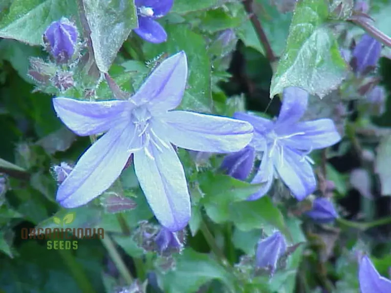 Campanula Seeds (Campanula Poscharskyana Seeds) - Enchanting Bluebell Carpet for Garden Ground Cover