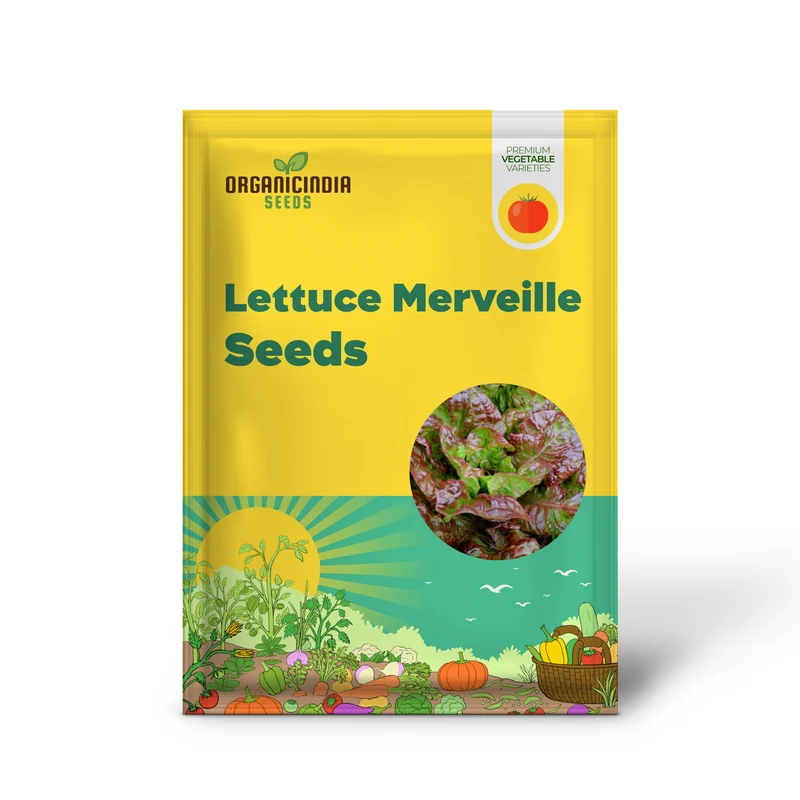 LETTUCE MERVEILLE DES QUATRE SAISONS Seeds for Year-Round Growth