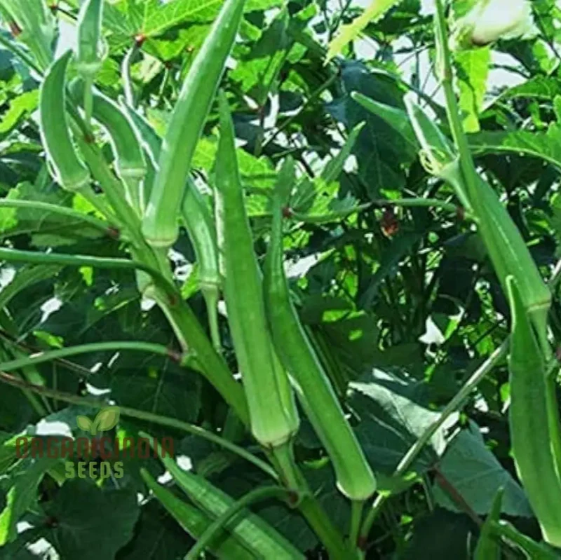 Simpson Okra Vegetable Seeds, Growing Hardy and Delicious Harvests with Expert Planting and Gardening