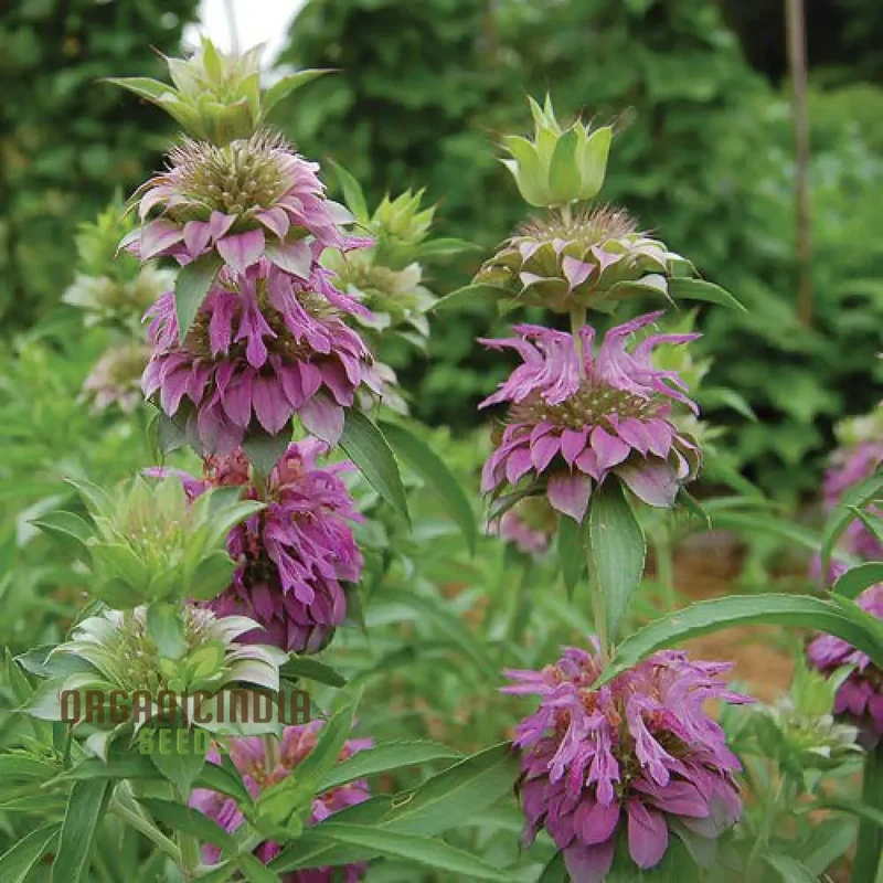 Lemon Mint Seeds for Planting – Fragrant, Fresh-Growing Mint Variety