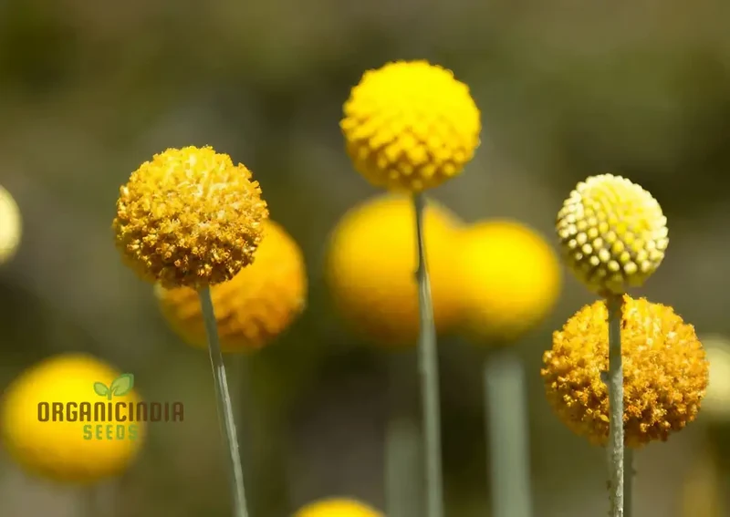 Drumstick Flower Seeds - Add Exotic Beauty to Your Garden with Drumstick Flowers