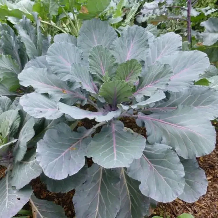 Ole Timey Blue Collards Vegetable Seeds, High-Quality Seeds for Gardening Enthusiasts, Explore Our Diverse Seed Collection