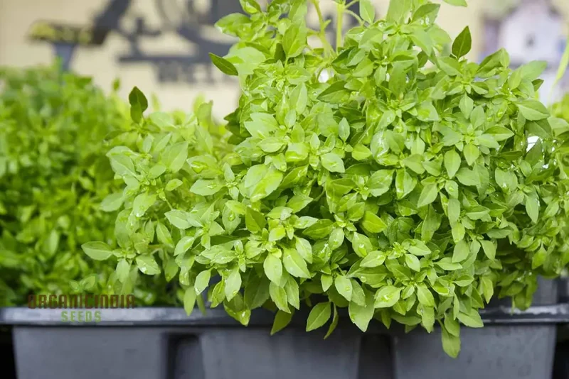 Globe Basil Seeds – Compact Aromatic Herb for Container & Garden Planting