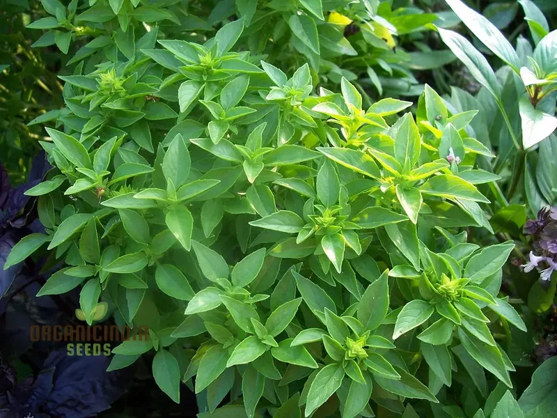 Globe Basil Seeds – Compact Aromatic Herb for Container & Garden Planting
