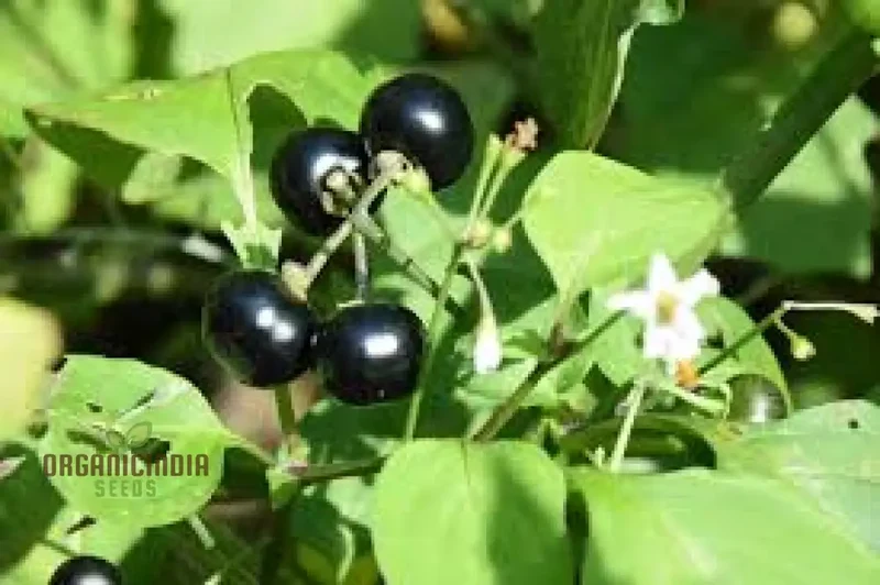 Wonderberry Seeds - Planting and Gardening Delight | Organic Gardening Seeds
