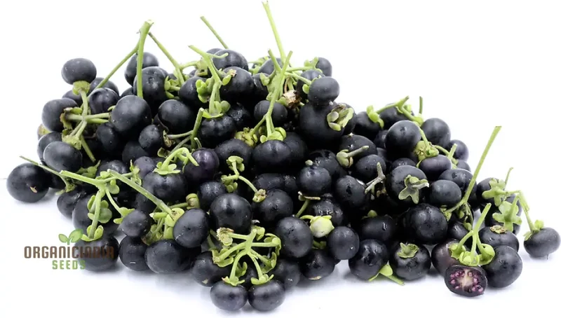 Wonderberry Seeds - Planting and Gardening Delight | Organic Gardening Seeds