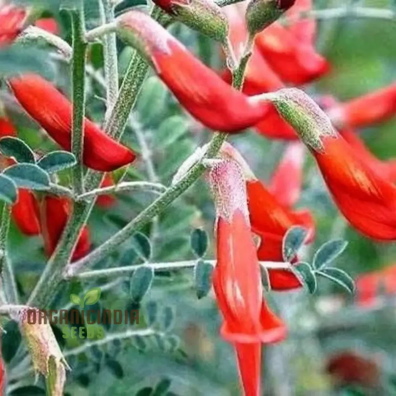 Sutherlandia Frutescens Seeds African Bush Willow seeds for Planting