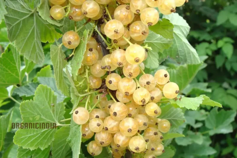 WHITE CURRANT (Rubrum Alba) Seeds for Gardening - Premium Quality, Organic, and Ideal for Home Gardens