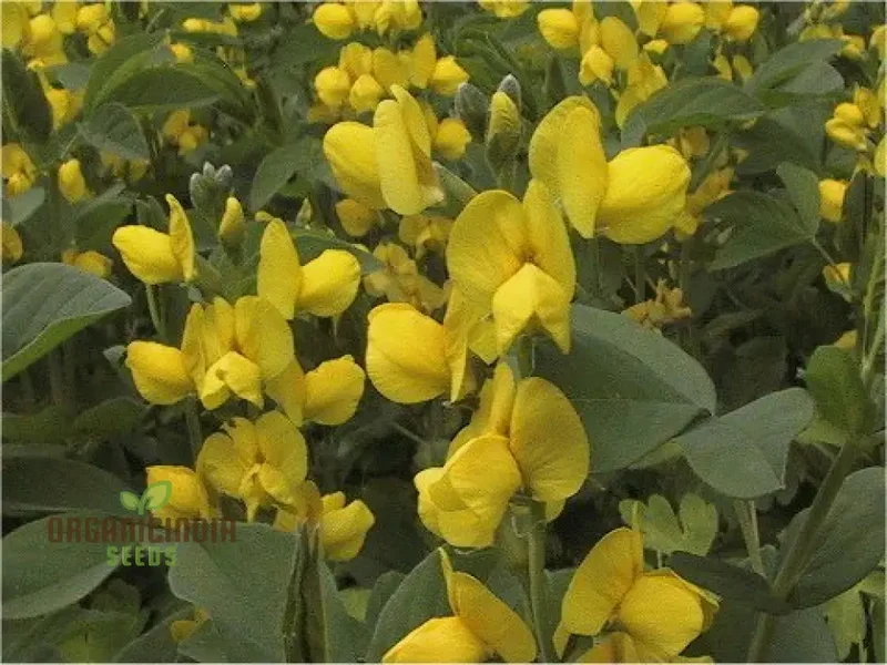 Thermopsis Lanceolata Flower Seeds for Planting - Premium Quality Seeds for Lush, Vibrant Blooms in Your Garden