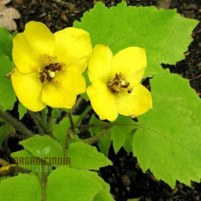 Stylophorum Sutchuenense Seeds – Rare Blooms for Your Garden