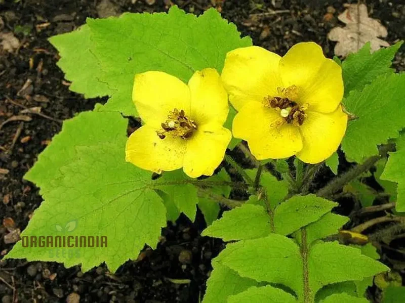 Stylophorum Sutchuenense Seeds – Rare Blooms for Your Garden