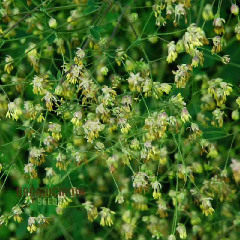 Thalictrum Uchiyamae Seeds for Gardening - Unique and Rare Flower Seeds for Your Garden - High-Quality Thalictrum Uchiyamae Seeds for Enthusiastic Gardeners