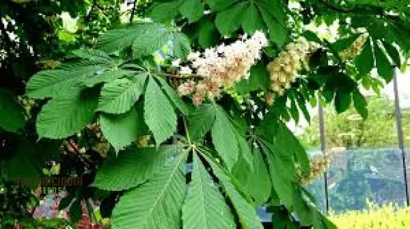 Horse Chestnut Seeds (Horse Chestnut Tree Seeds) - Stunning Foliage and Beautiful Spring Blossoms
