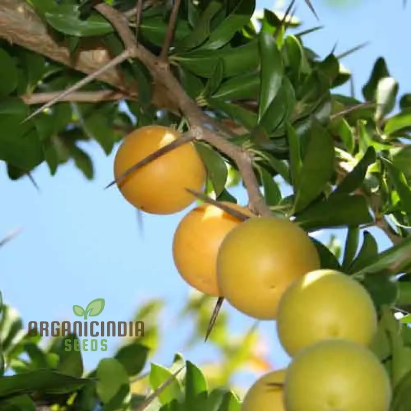Dovyalis Caffra Fruit Seeds For Planting, Cultivating Exotic Flavor and Nutrition