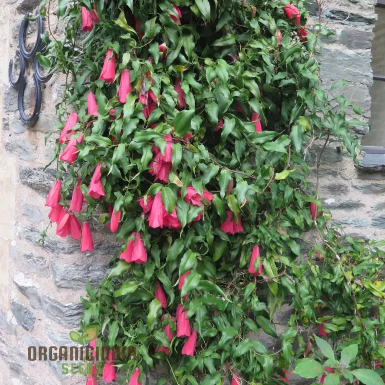 LAPAGERIA ROSEA- Premium Seeds for Your Garden's Flourishing Beauty and Delicate Elegance