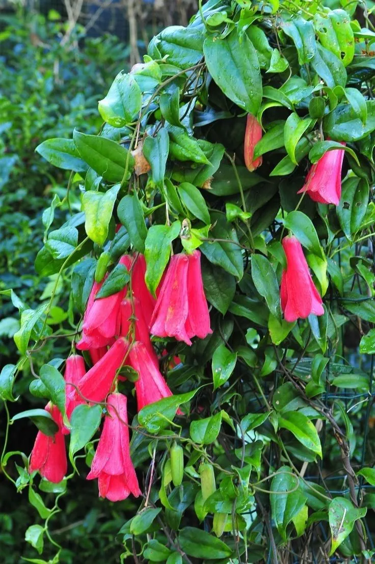 LAPAGERIA ROSEA- Premium Seeds for Your Garden's Flourishing Beauty and Delicate Elegance