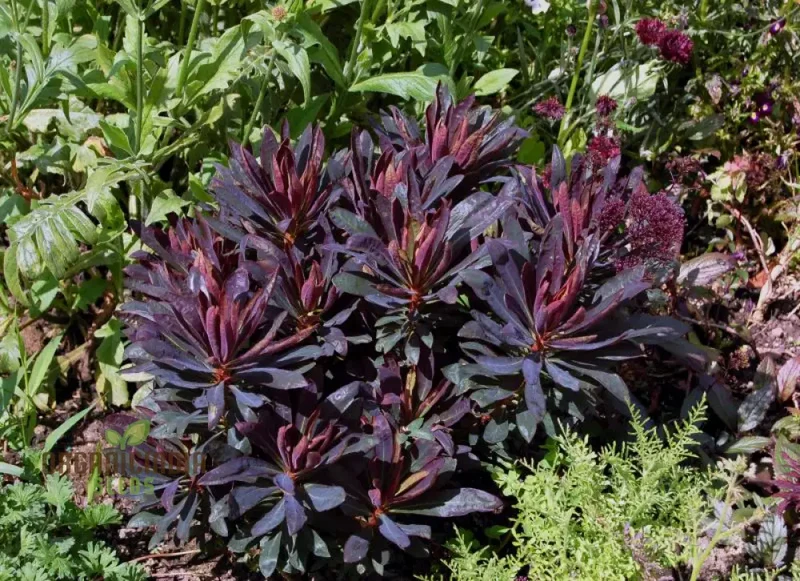 Euphorbia Seeds (Euphorbia Amygdaloides Purpurea Seeds) - Hardy Perennial for Gardens & Landscapes