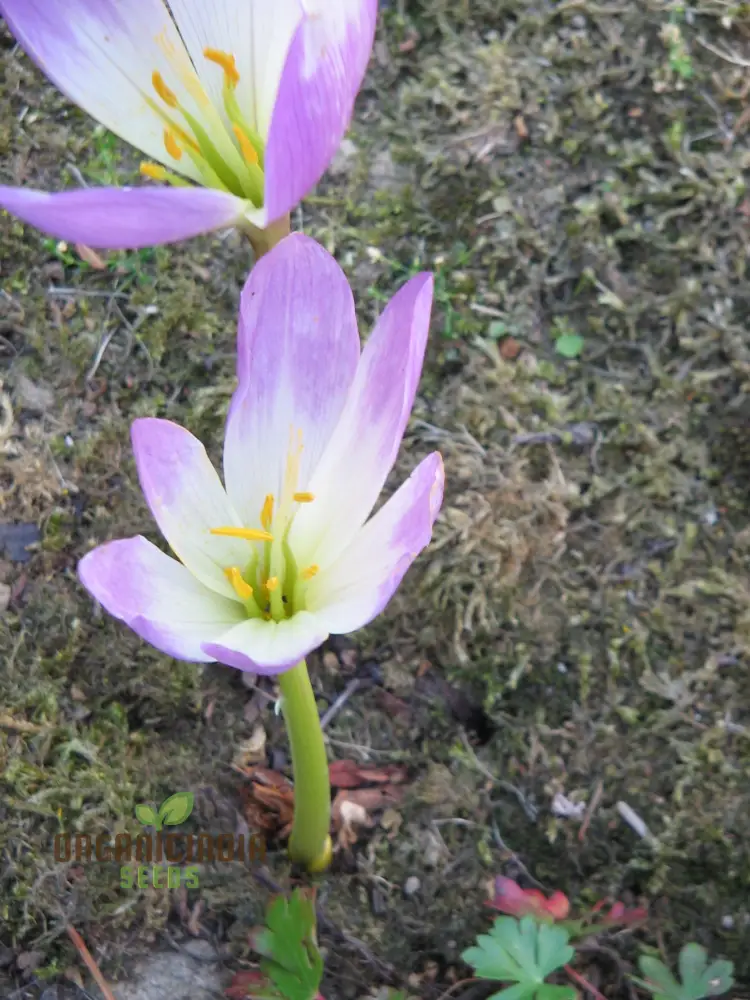 Colchicum Speciosum Bornmuelleri Flower Seeds for Planting, Premium Quality Gardening Seeds