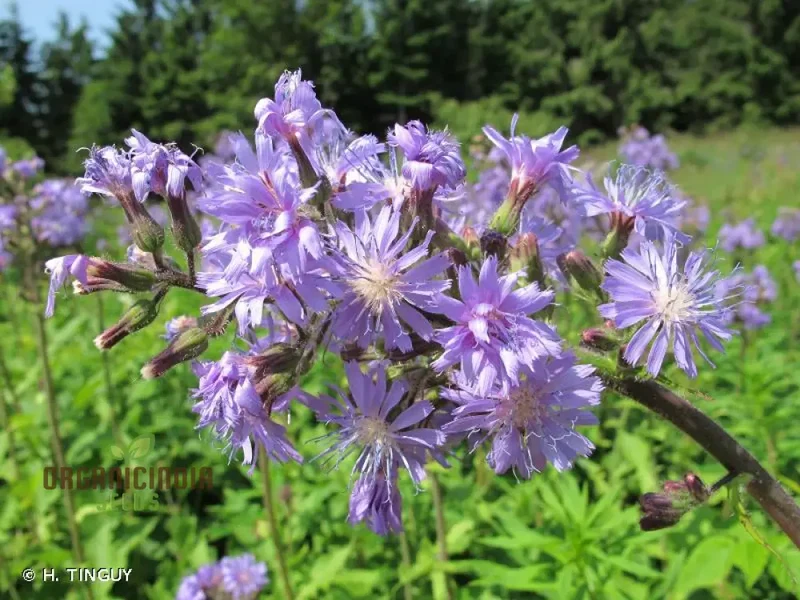 LACTUCA PLUMIERI Seeds for Your Gardening Adventure â€“ Cultivate Exquisite Flora Straight from Seed to Garden!