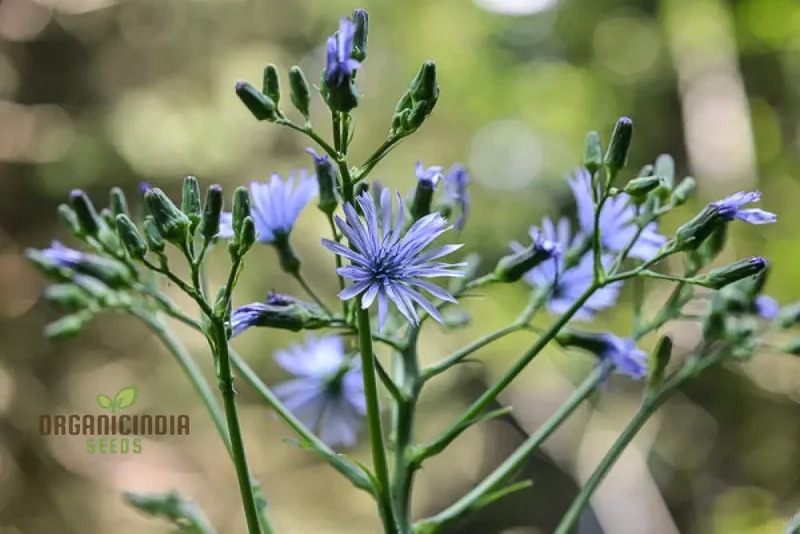LACTUCA PLUMIERI Seeds for Your Gardening Adventure â€“ Cultivate Exquisite Flora Straight from Seed to Garden!