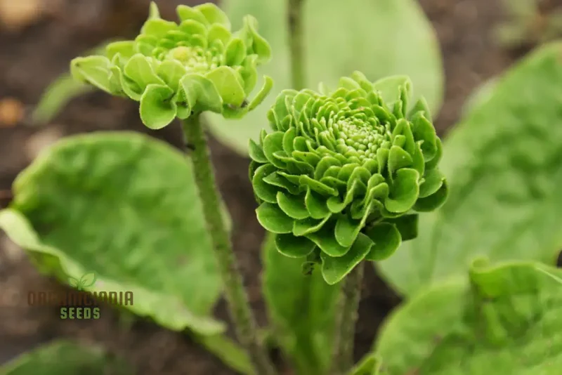 PLANTAGO ROSULARIS 'BOWLES' VARIETY' Seeds â€“ Elevate Your Gardening with Rare, Exquisite Blooms!