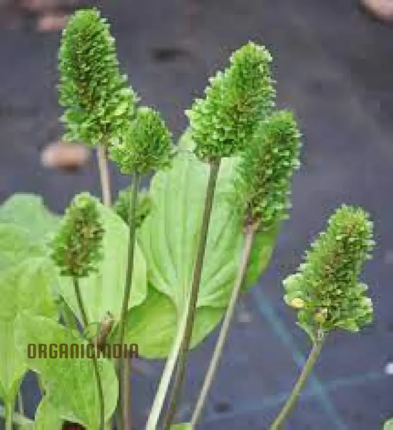 PLANTAGO ROSULARIS 'BOWLES' VARIETY' Seeds â€“ Elevate Your Gardening with Rare, Exquisite Blooms!