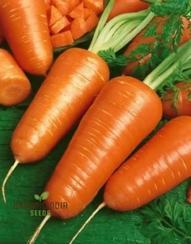 CARROT CHANTENAY RED CORED 2 Seeds for Your Gardening Needs