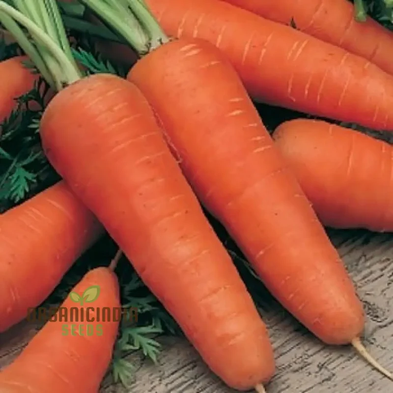 CARROT CHANTENAY RED CORED 2 Seeds for Your Gardening Needs