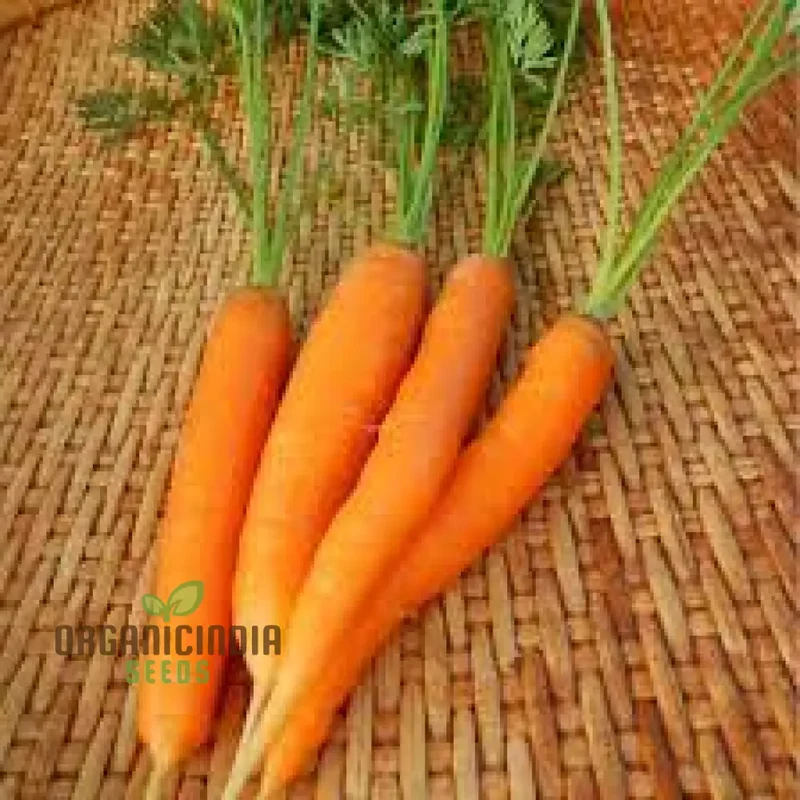 CARROT ATILLIO F1 Seeds | Premium Gardening Seeds for Your Garden