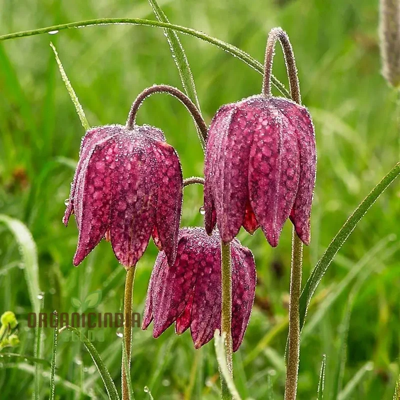 Fritillaria Meleagris Seeds - Exquisite Checkered Lily for Planting in Gardens and Naturalizing