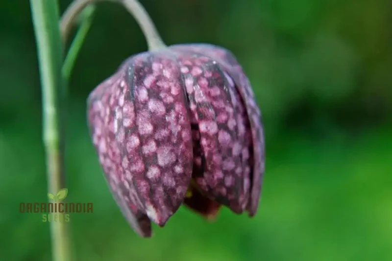 Fritillaria Meleagris Seeds - Exquisite Checkered Lily for Planting in Gardens and Naturalizing