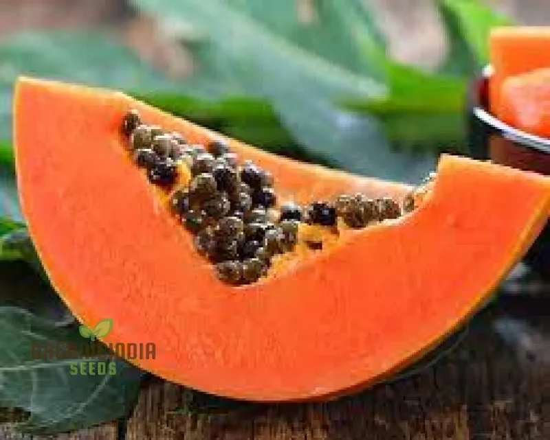 CARICA PAPAYA Seeds for Gardening | Premium Quality Seeds Online