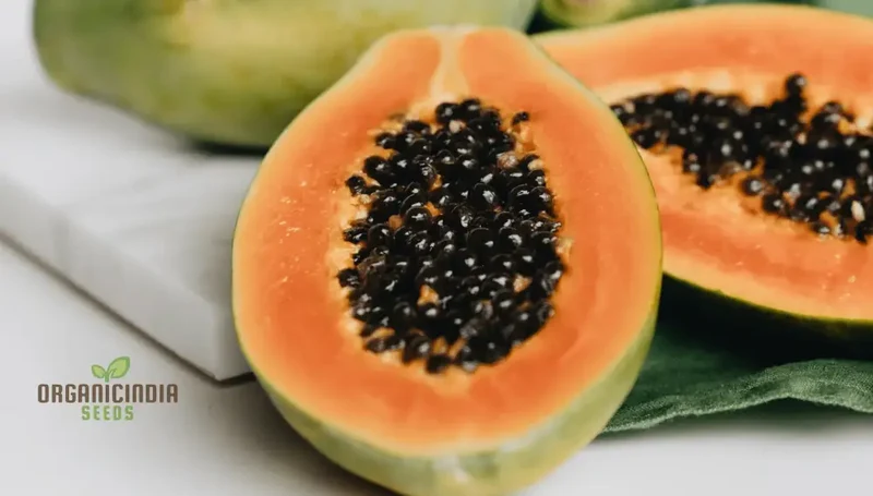CARICA PAPAYA Seeds for Gardening | Premium Quality Seeds Online