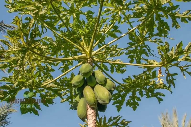 CARICA PAPAYA Seeds for Gardening | Premium Quality Seeds Online
