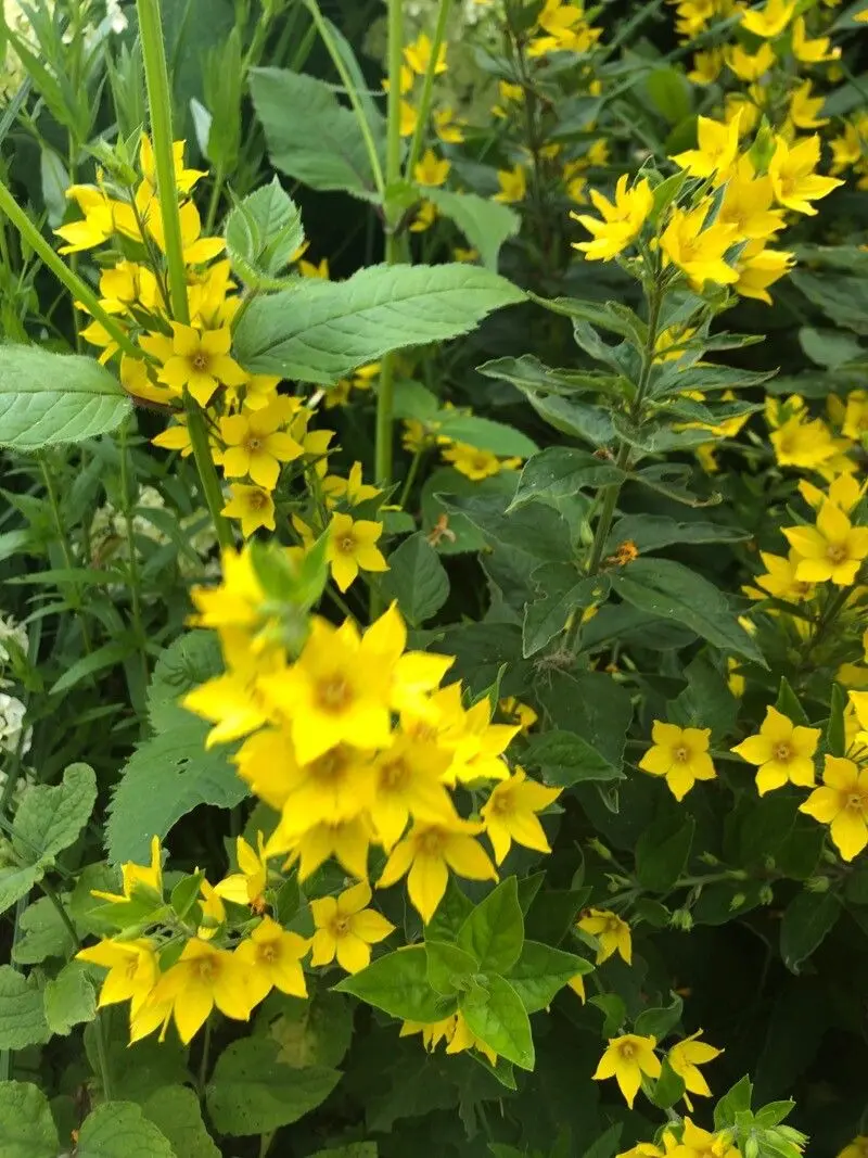 Lysimachia Punctata Flower Seeds, Vibrant and Hardy Garden Blooms, Premium Seeds for Gardening