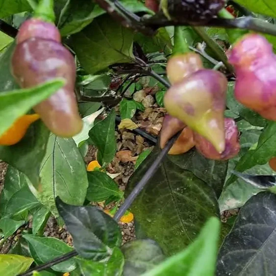 PEPPER PINK BIQUINHO Seeds for planting, Your Gardening Success