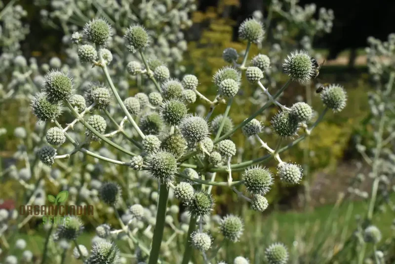 Eryngium Eburneum Seeds for Expert Gardening - Unique and Hardy Perennial Flower Seeds